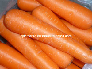 New Crop S/M/L Fresh Carrot